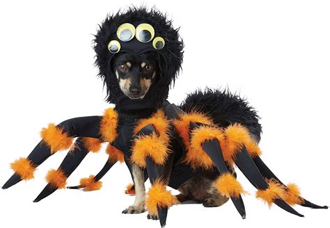 dog spider halloween outfit